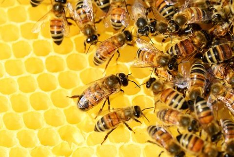 Produits Alvadiem pour le soin de mains et des pieds à Saint-Nazaire